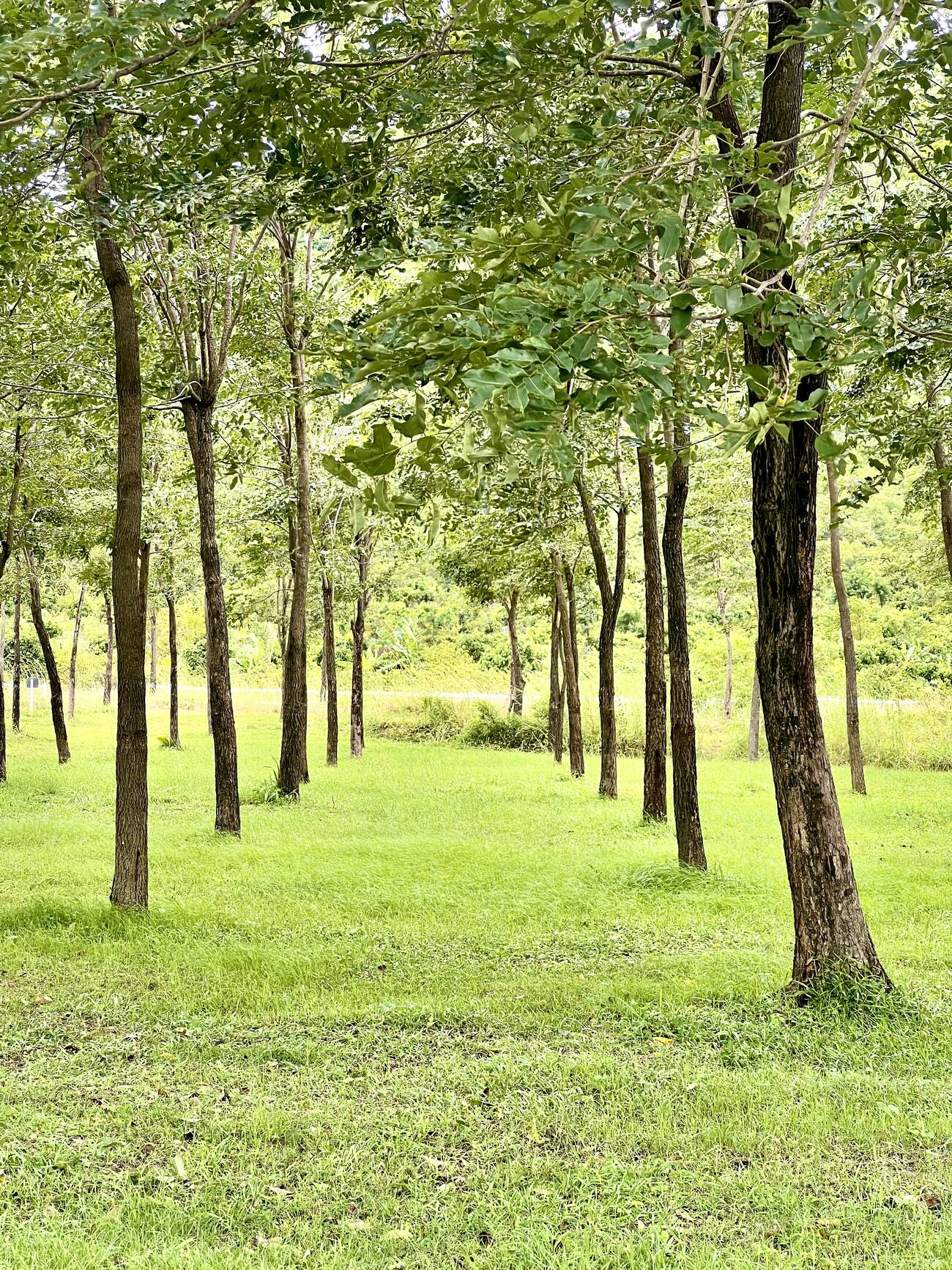 Tree-lined corridor through the grove