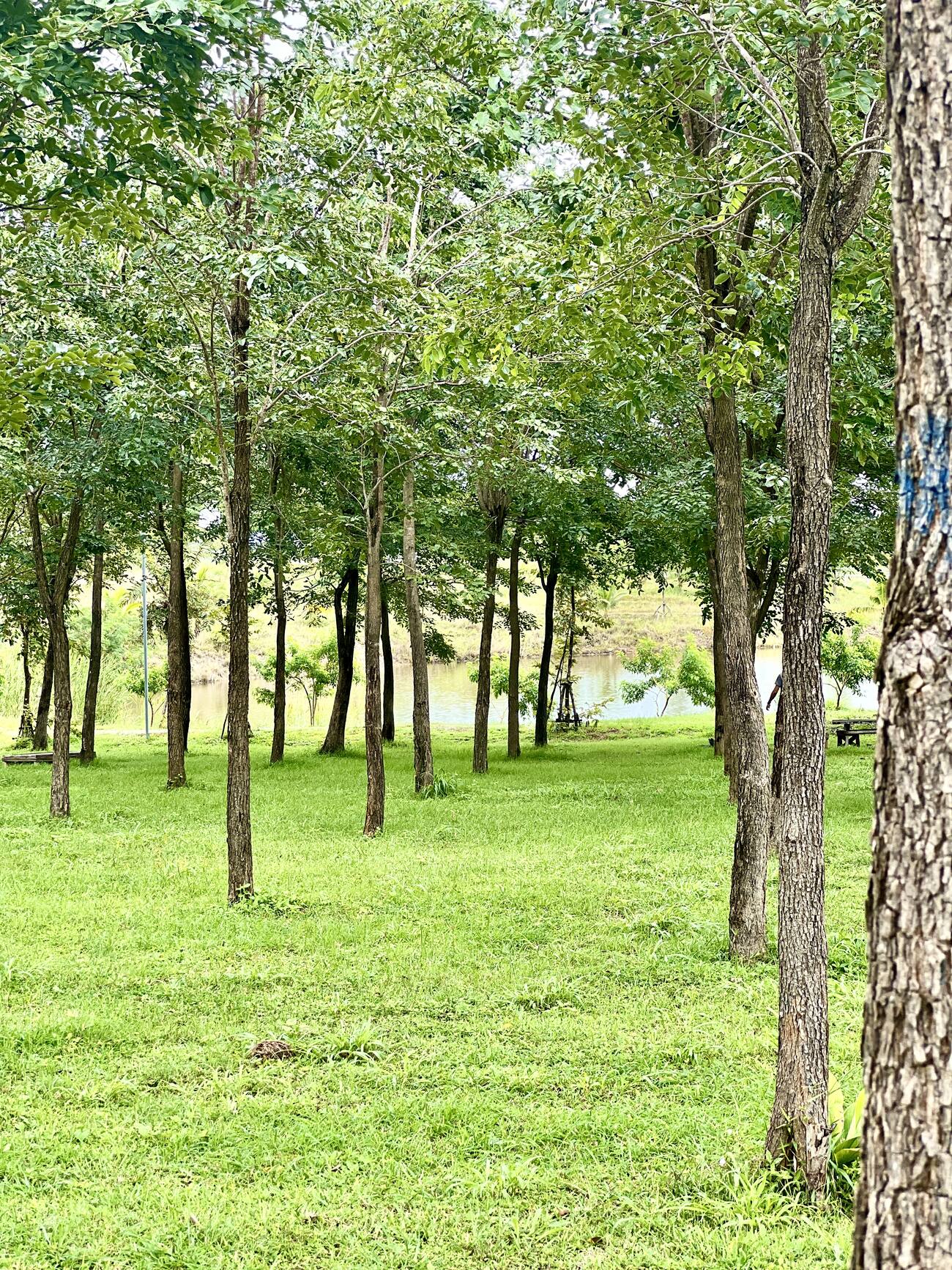 Lake glimpsed through young Thnong trees
