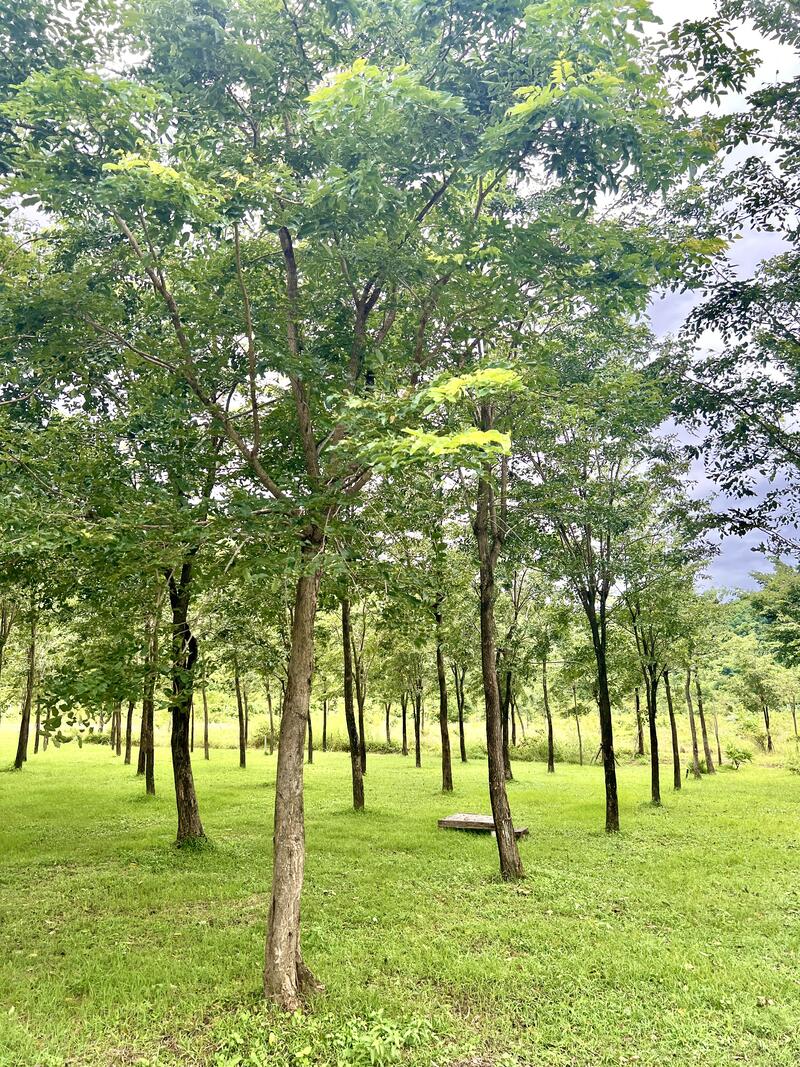 Wooden Kanhchos by the pond