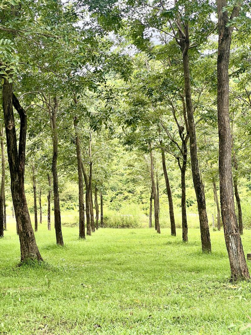 Young Thnong saplings in rows